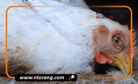 بیماری های مهم صنعت پرورش مرغ گوشتی